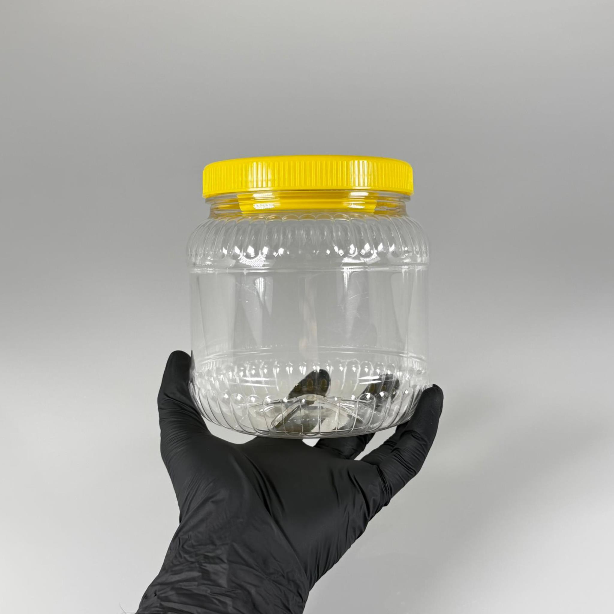 1300 CC PET KAVANOZ - SİYAH KAPAKLI - PLASTİK KAVANOZ - 1,3 LT PET BİDON - 1300 ML YUVARLAK KAVANOZ 110 MM AĞIZ- TURŞU, ZEYTİN VB İÇİN BOŞ PLASTİK BİDONLARI